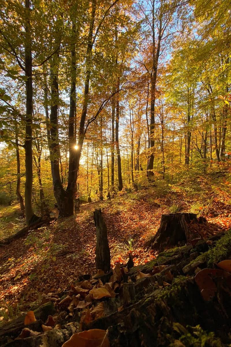 Pădure de fag în octombrie, cu soarele printre trunchiuri și covor de frunze ruginii pe jos.